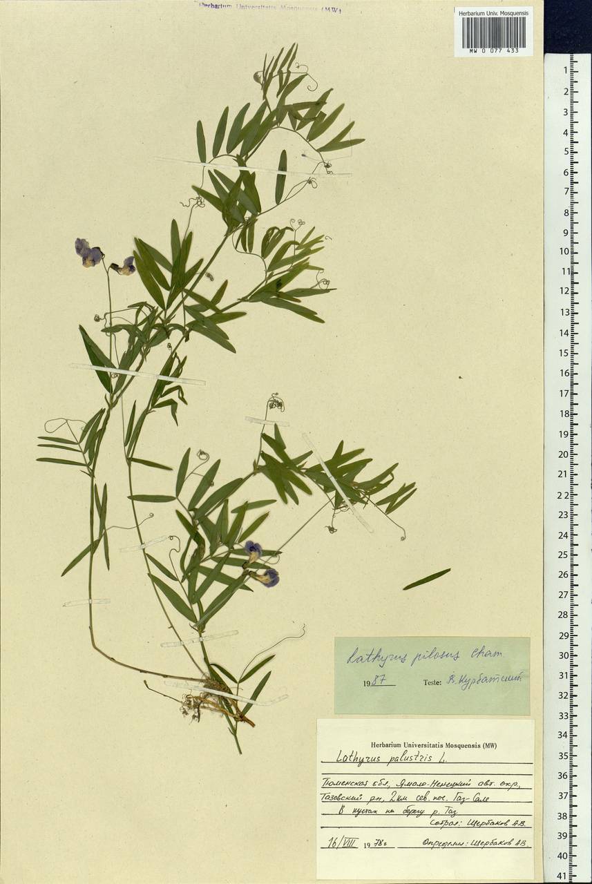 Lathyrus palustris subsp. palustris, Siberia, Western Siberia (S1) (Russia)