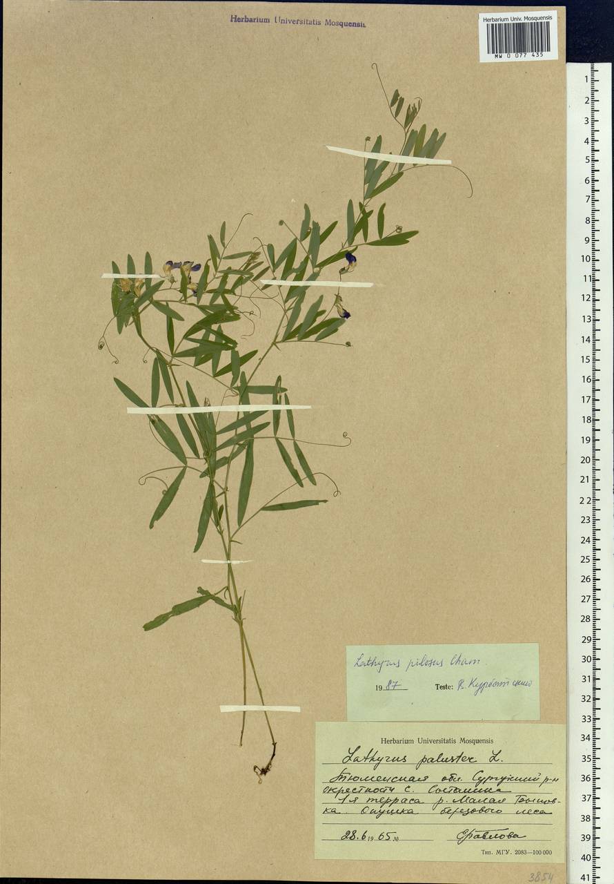 Lathyrus palustris subsp. palustris, Siberia, Western Siberia (S1) (Russia)