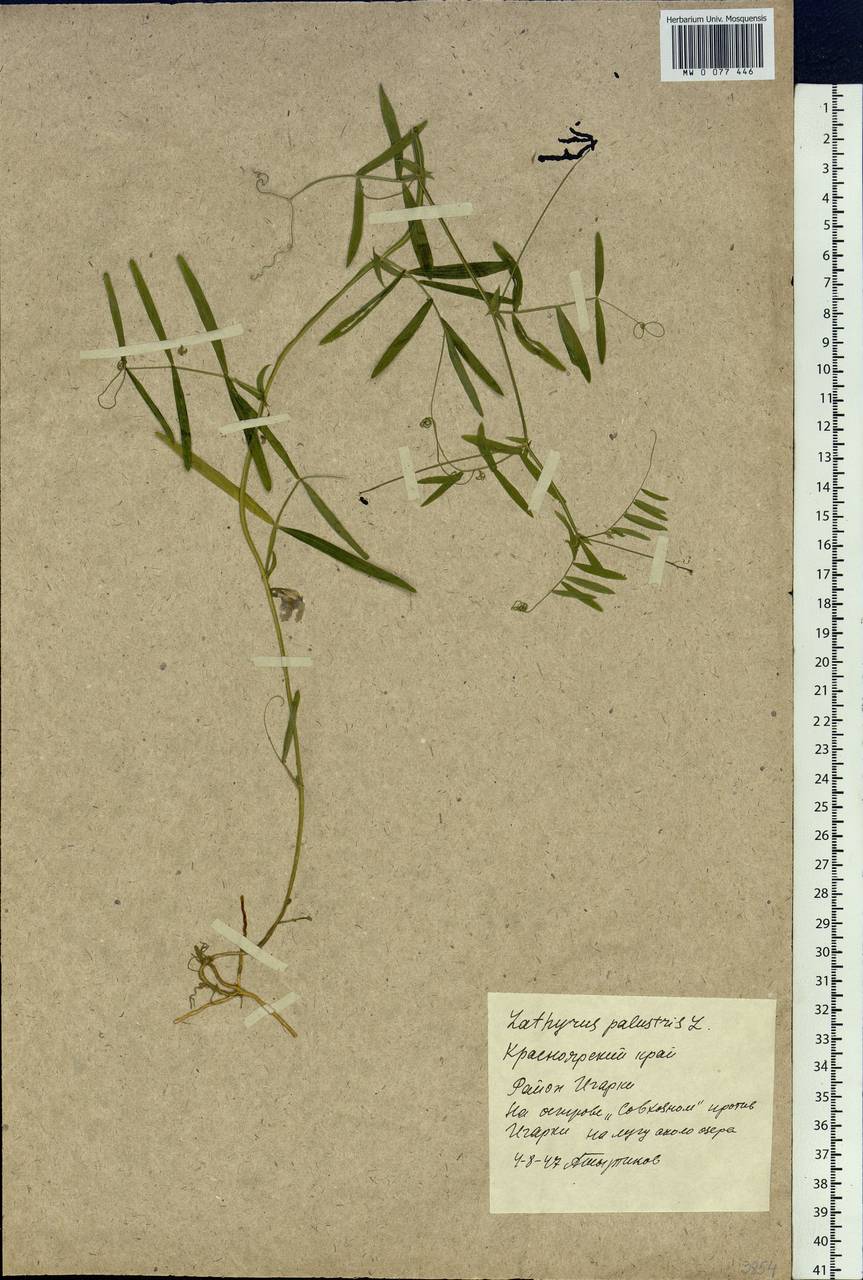 Lathyrus palustris L., Siberia, Central Siberia (S3) (Russia)