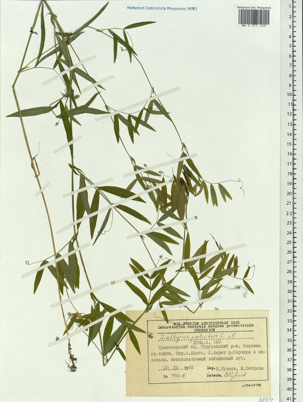 Lathyrus palustris L., Siberia, Central Siberia (S3) (Russia)