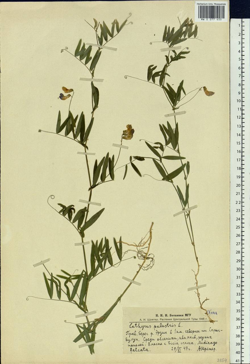 Lathyrus palustris L., Siberia, Altai & Sayany Mountains (S2) (Russia)
