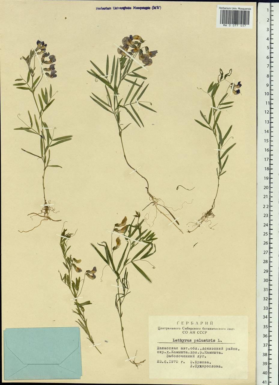 Lathyrus palustris L., Siberia, Altai & Sayany Mountains (S2) (Russia)