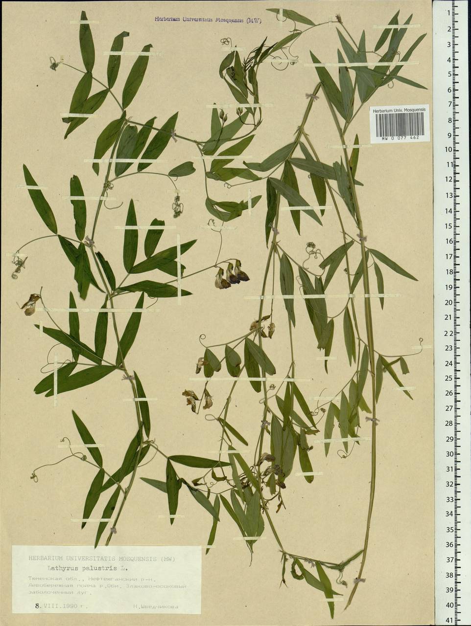 Lathyrus palustris L., Siberia, Western Siberia (S1) (Russia)