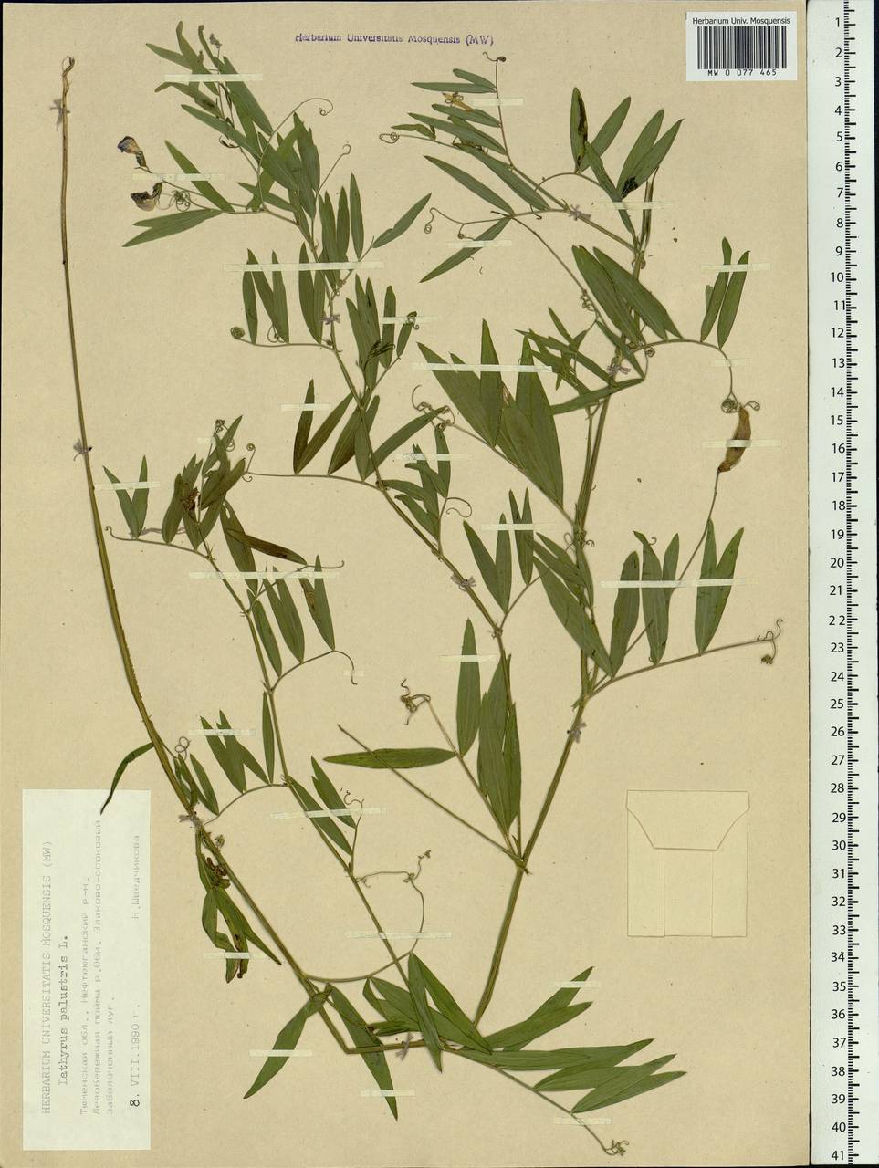 Lathyrus palustris L., Siberia, Western Siberia (S1) (Russia)