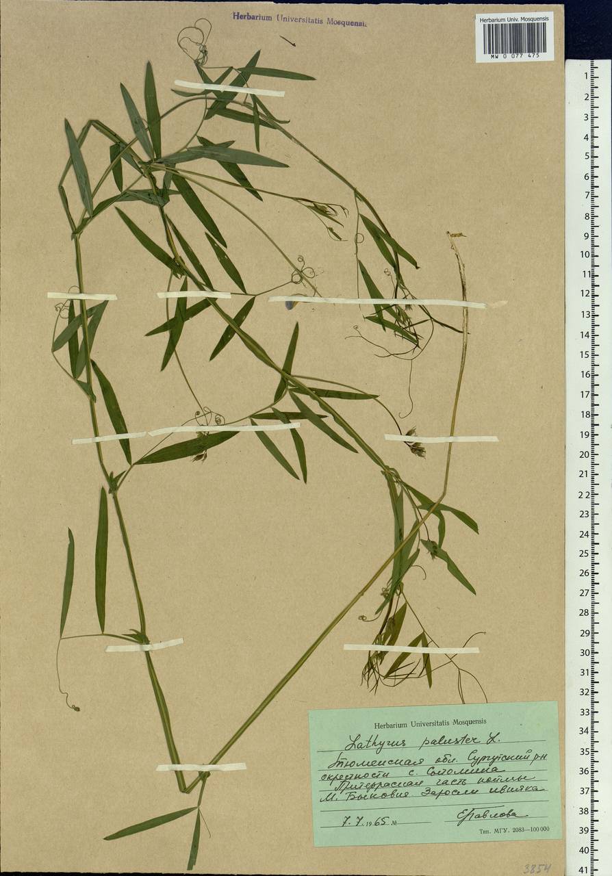 Lathyrus palustris L., Siberia, Western Siberia (S1) (Russia)