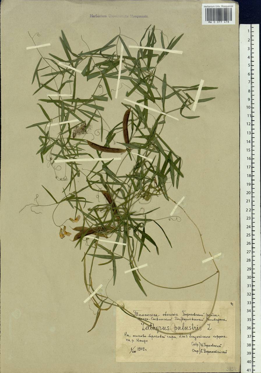 Lathyrus palustris L., Siberia, Western Siberia (S1) (Russia)