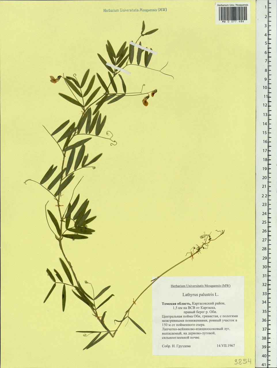 Lathyrus palustris L., Siberia, Western Siberia (S1) (Russia)