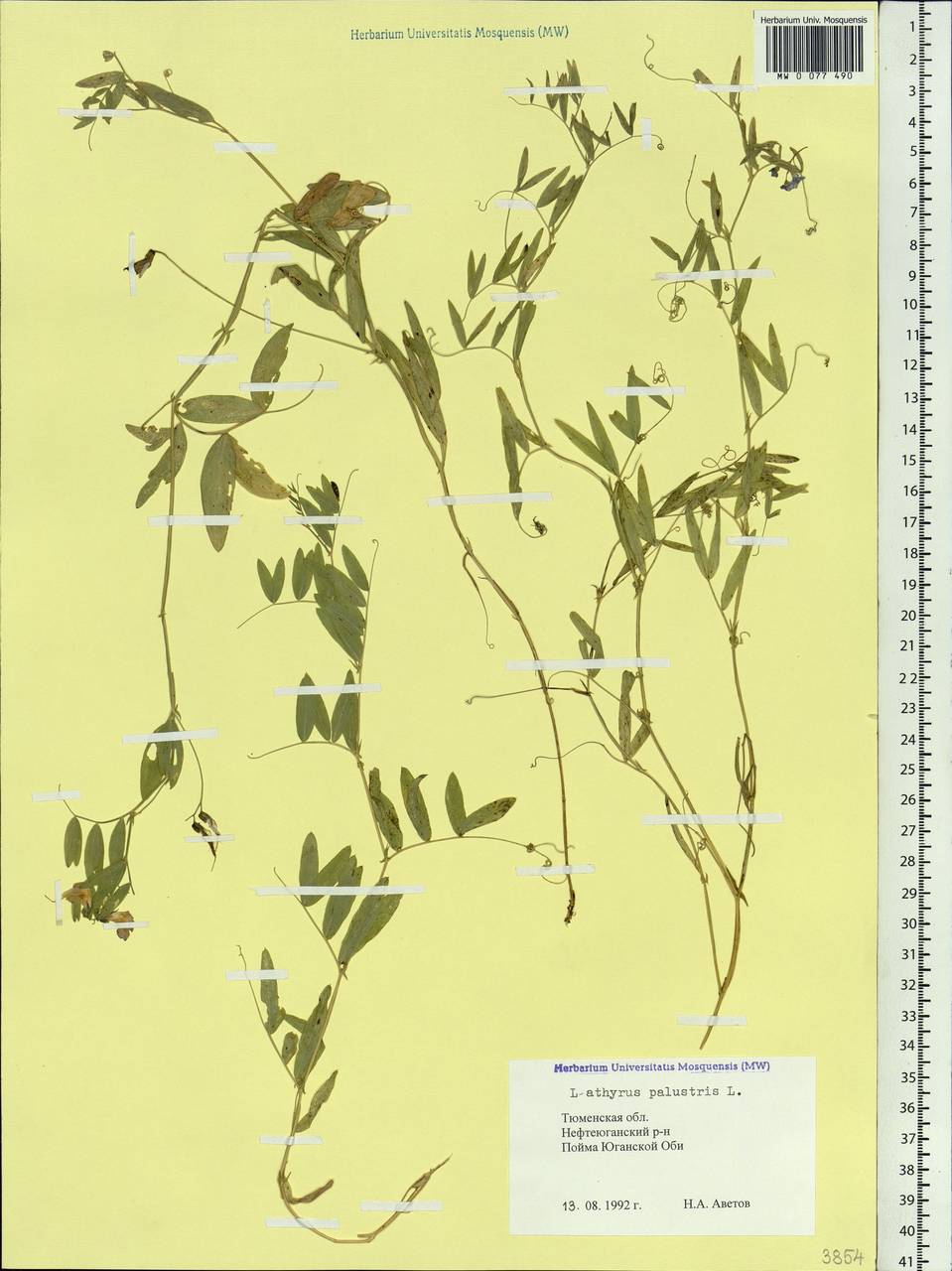Lathyrus palustris L., Siberia, Western Siberia (S1) (Russia)