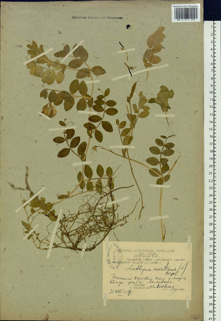 Lathyrus japonicus var. maritimus (L.) J.T.Kartesz & Gandhi, Siberia, Chukotka & Kamchatka (S7) (Russia)