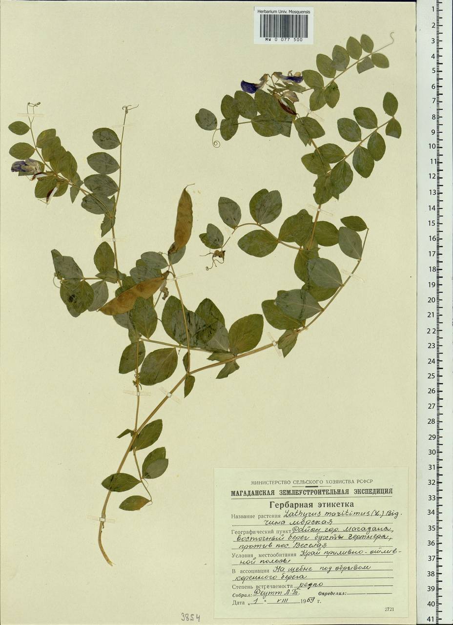 Lathyrus japonicus var. maritimus (L.) J.T.Kartesz & Gandhi, Siberia, Chukotka & Kamchatka (S7) (Russia)
