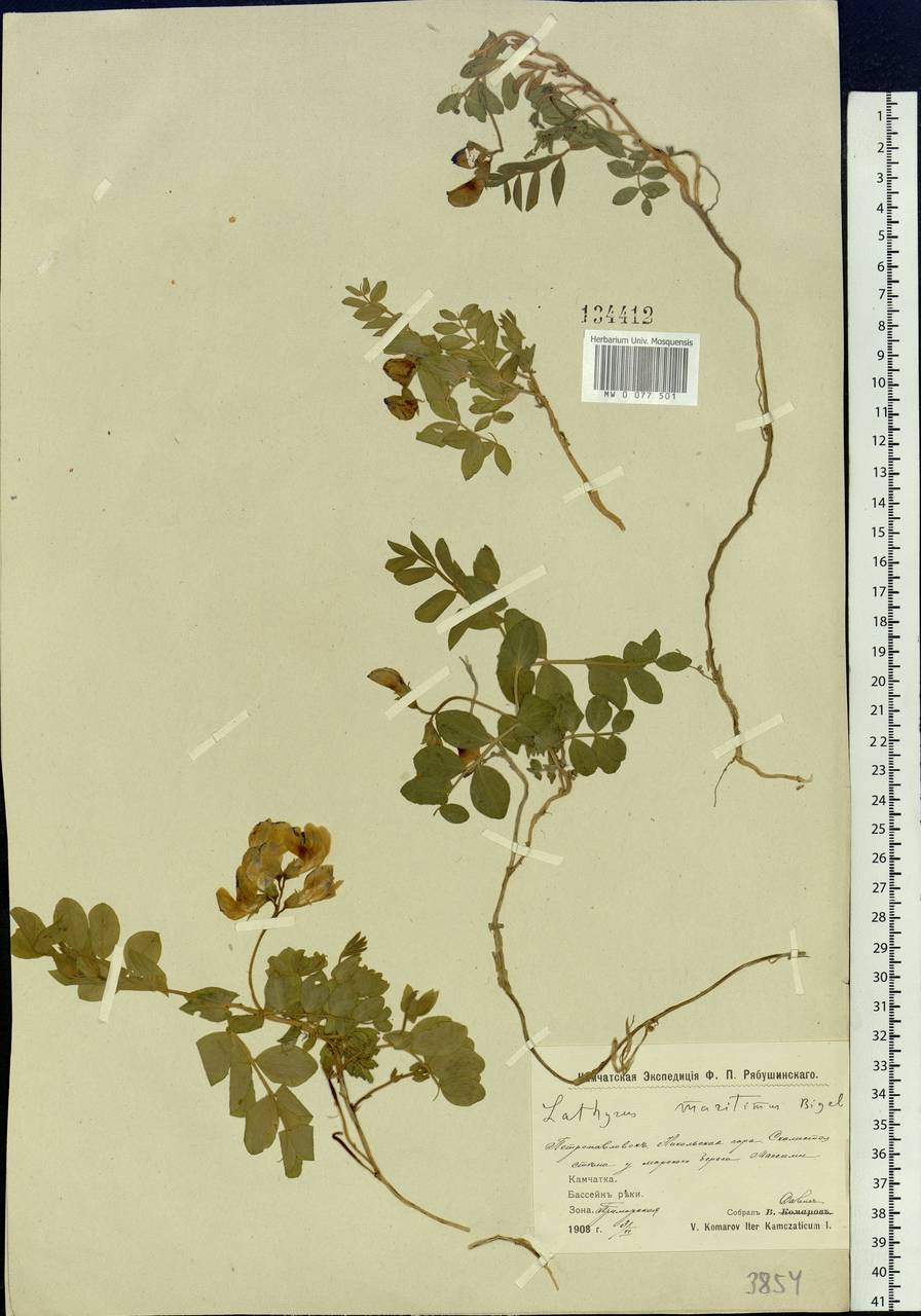 Lathyrus japonicus var. maritimus (L.) J.T.Kartesz & Gandhi, Siberia, Chukotka & Kamchatka (S7) (Russia)