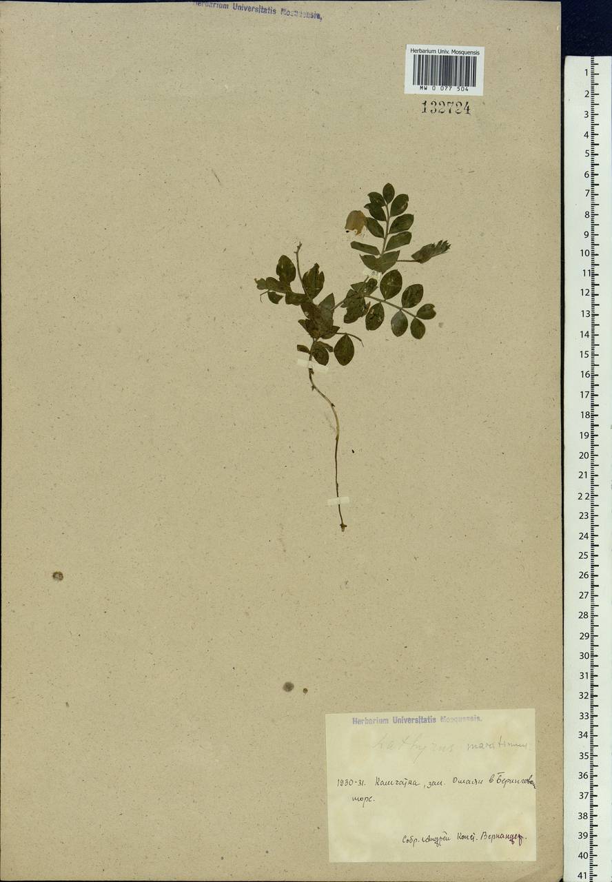Lathyrus japonicus var. maritimus (L.) J.T.Kartesz & Gandhi, Siberia, Chukotka & Kamchatka (S7) (Russia)