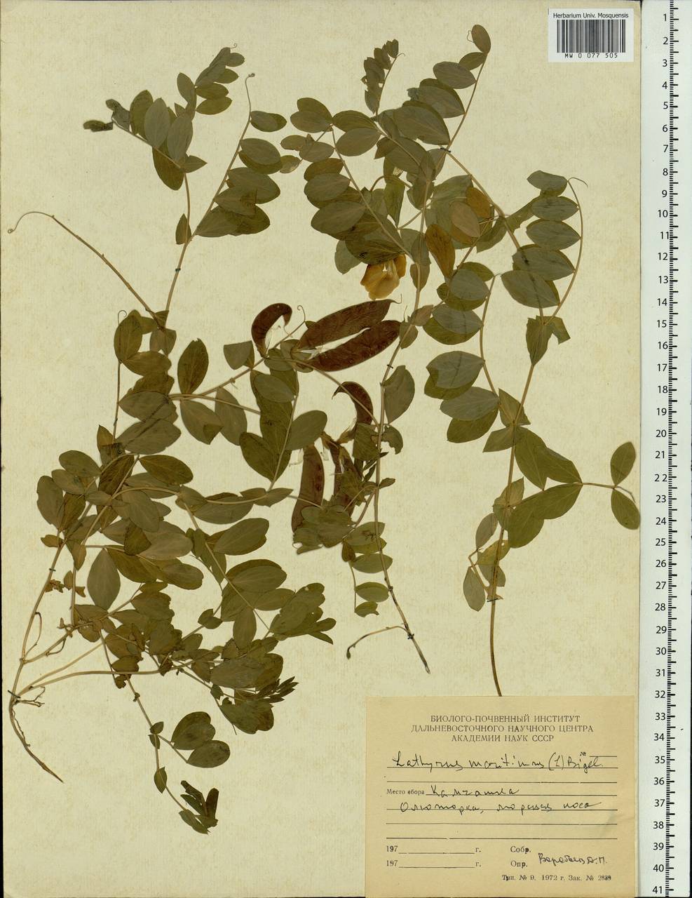 Lathyrus japonicus var. maritimus (L.) J.T.Kartesz & Gandhi, Siberia, Chukotka & Kamchatka (S7) (Russia)