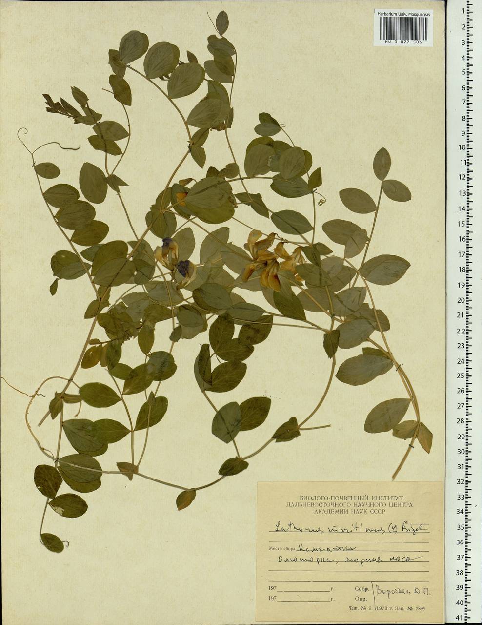 Lathyrus japonicus var. maritimus (L.) J.T.Kartesz & Gandhi, Siberia, Chukotka & Kamchatka (S7) (Russia)