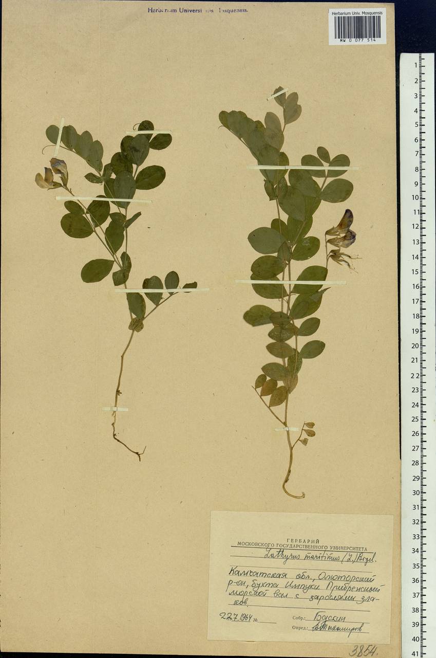 Lathyrus japonicus subsp. maritimus (L.)P.W.Ball, Siberia, Chukotka & Kamchatka (S7) (Russia)