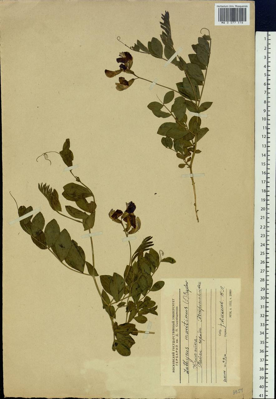 Lathyrus japonicus var. maritimus (L.) J.T.Kartesz & Gandhi, Siberia, Chukotka & Kamchatka (S7) (Russia)