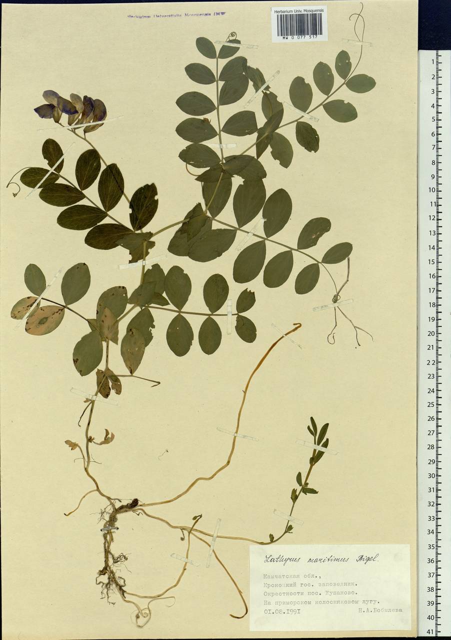 Lathyrus japonicus var. maritimus (L.) J.T.Kartesz & Gandhi, Siberia, Chukotka & Kamchatka (S7) (Russia)