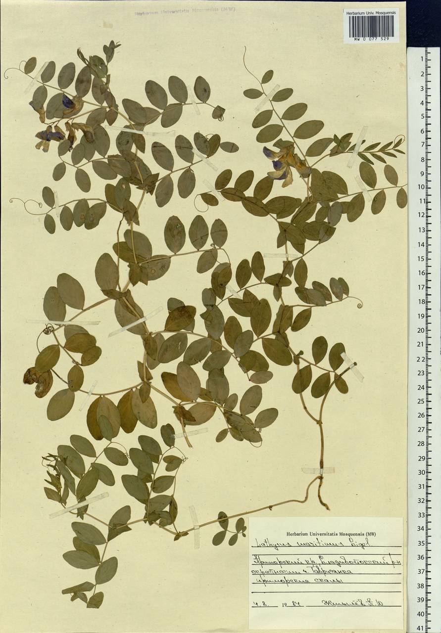 Lathyrus japonicus subsp. maritimus (L.)P.W.Ball, Siberia, Russian Far East (S6) (Russia)