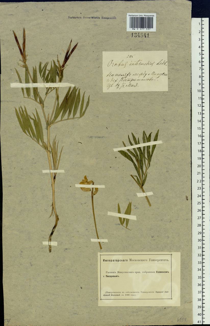 Lathyrus ledebourii Trautv., Siberia, Altai & Sayany Mountains (S2) (Russia)