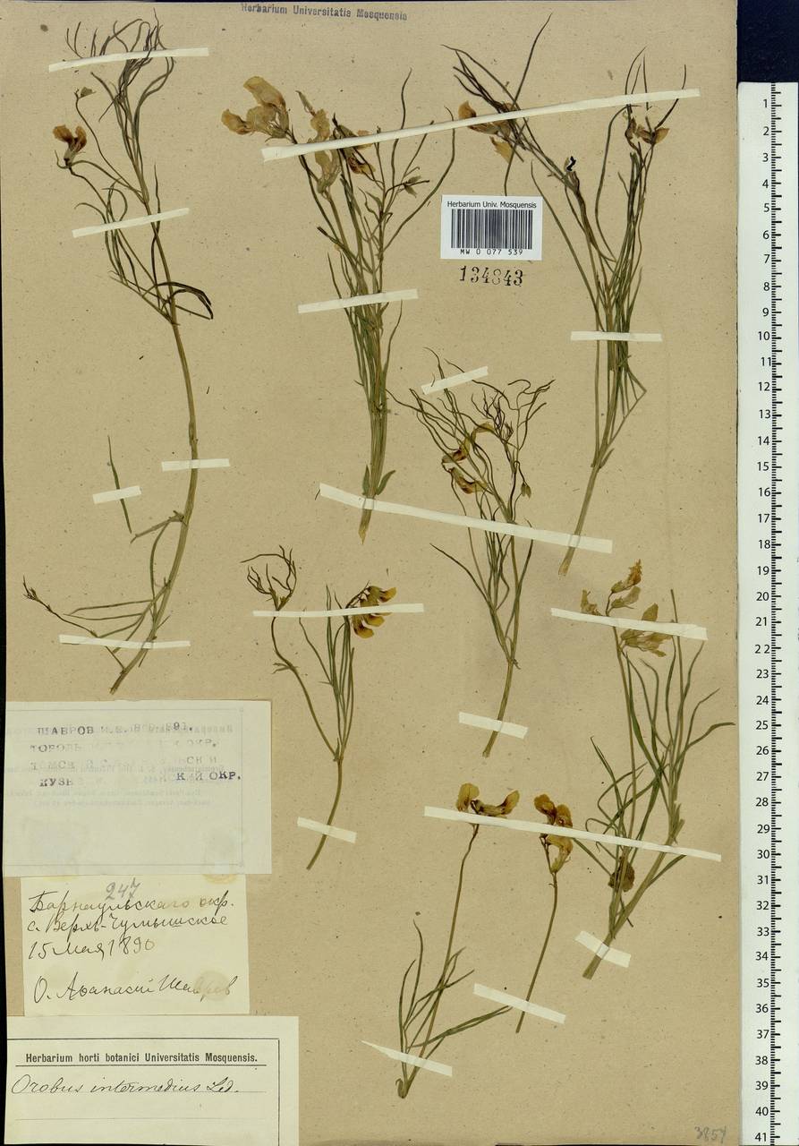 Lathyrus ledebourii Trautv., Siberia, Altai & Sayany Mountains (S2) (Russia)