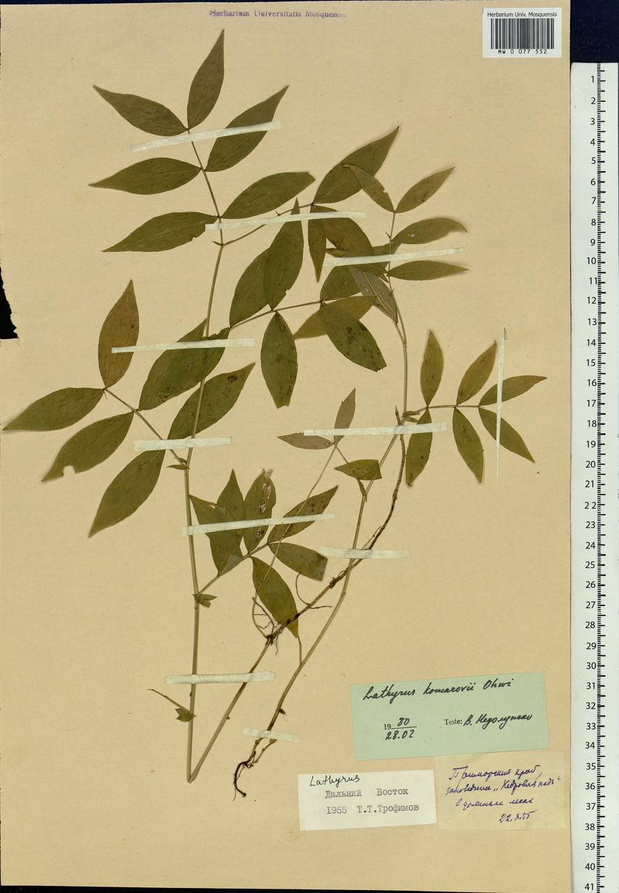 Lathyrus komarovii Ohwi, Siberia, Russian Far East (S6) (Russia)