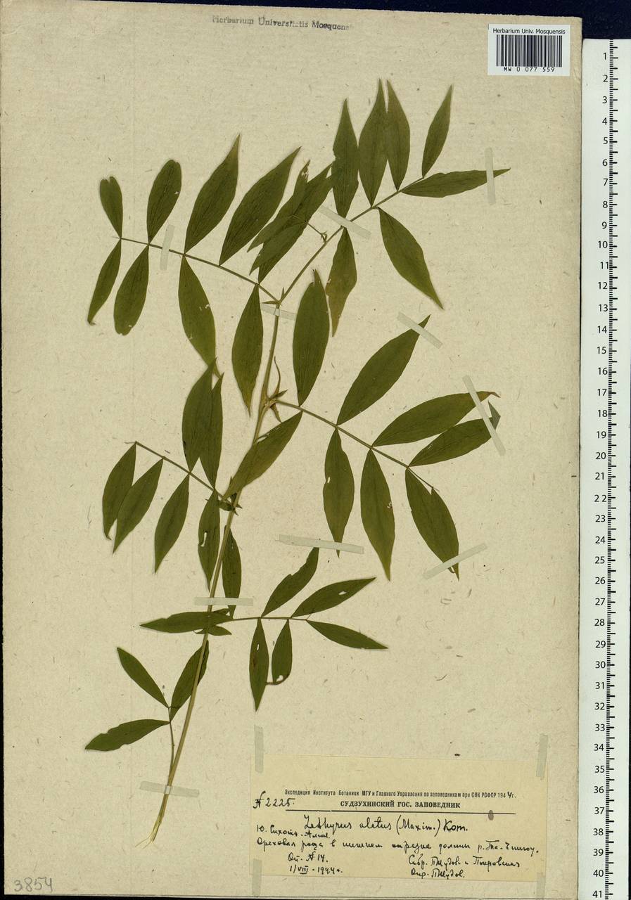 Lathyrus komarovii Ohwi, Siberia, Russian Far East (S6) (Russia)