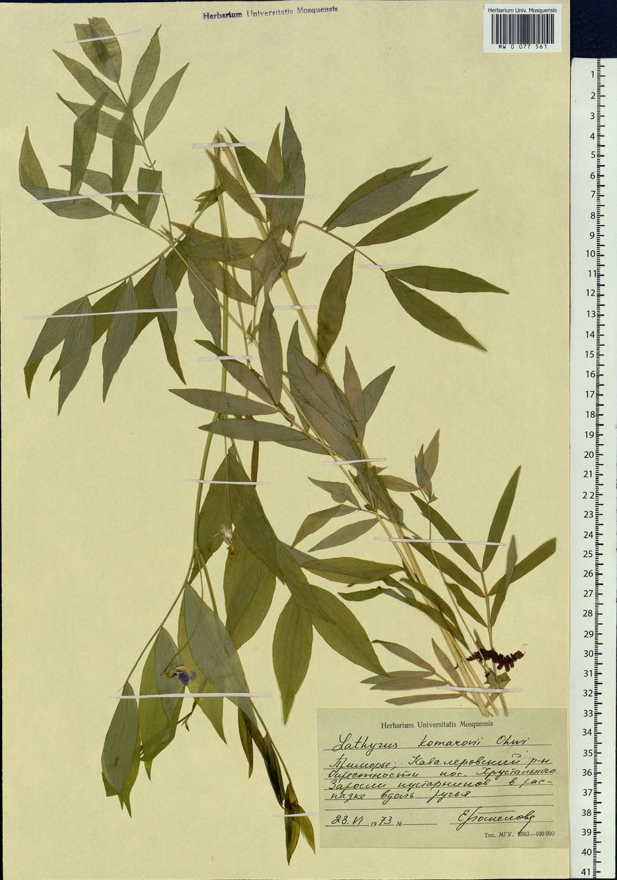 Lathyrus komarovii Ohwi, Siberia, Russian Far East (S6) (Russia)