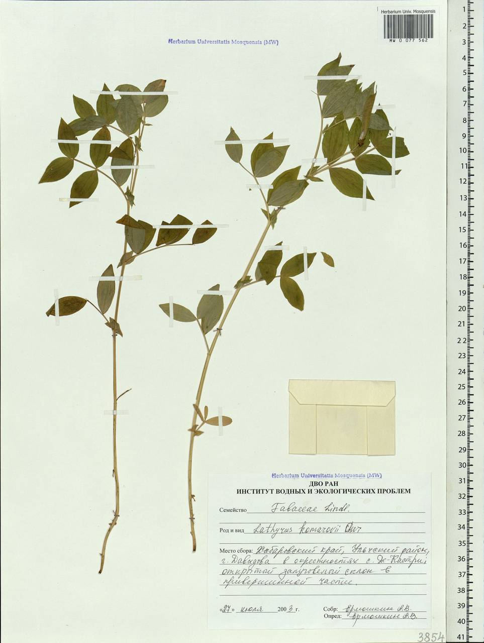 Lathyrus komarovii Ohwi, Siberia, Russian Far East (S6) (Russia)