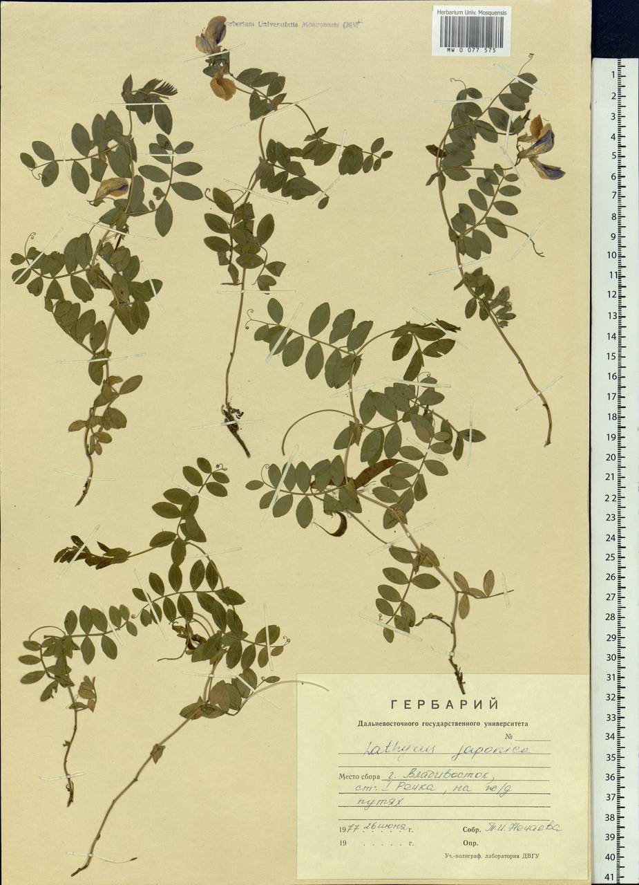 Lathyrus japonicus Willd., Siberia, Russian Far East (S6) (Russia)
