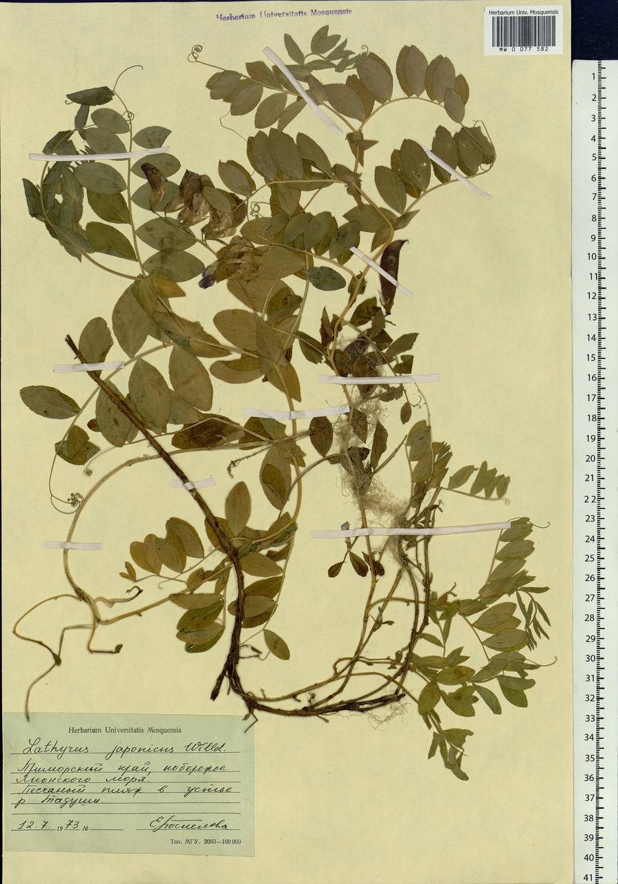 Lathyrus japonicus Willd., Siberia, Russian Far East (S6) (Russia)