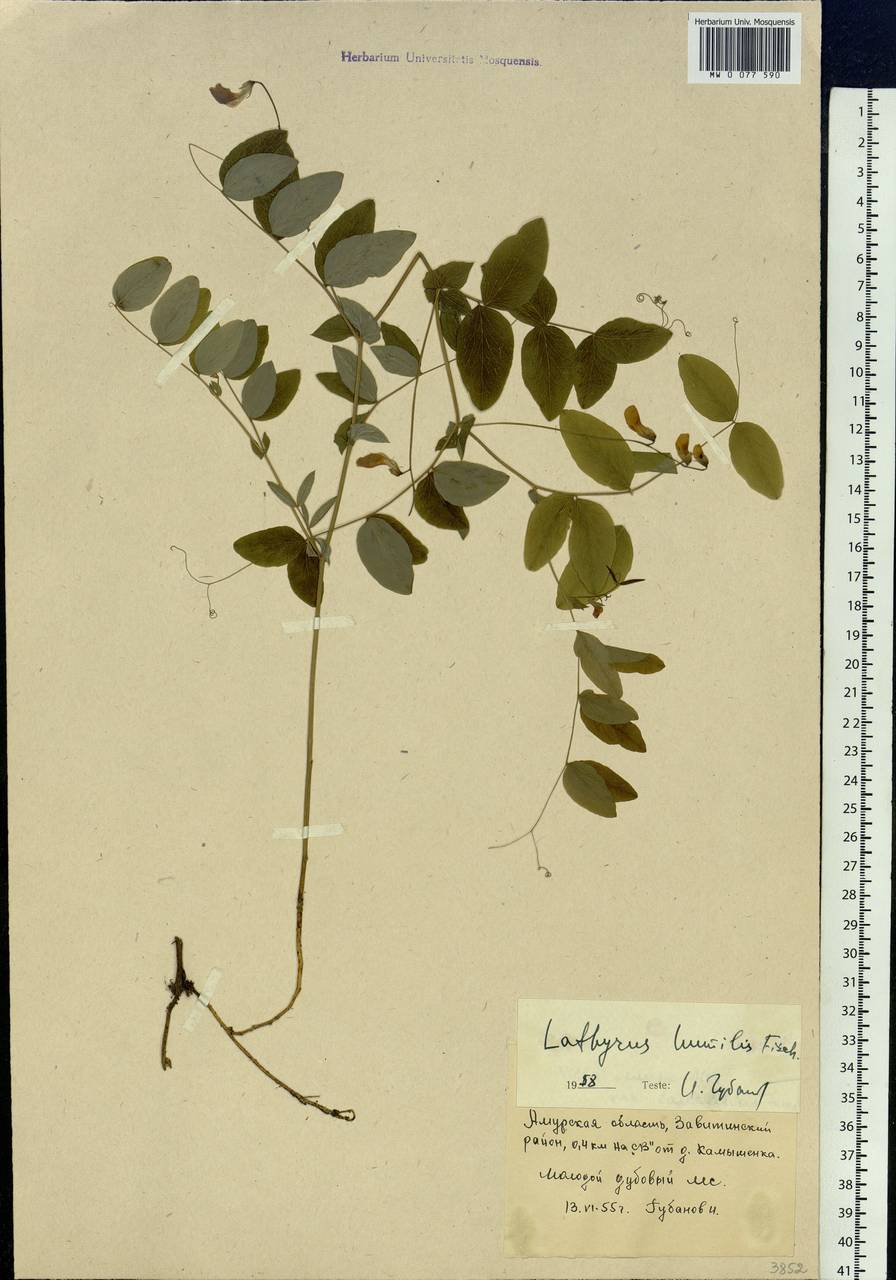 Lathyrus humilis (Ser.)Spreng., Siberia, Russian Far East (S6) (Russia)