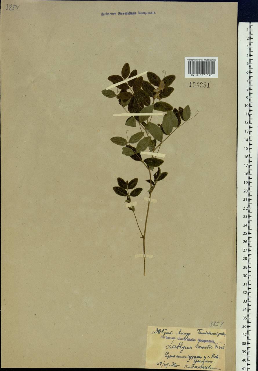 Lathyrus humilis (Ser.)Spreng., Siberia, Russian Far East (S6) (Russia)