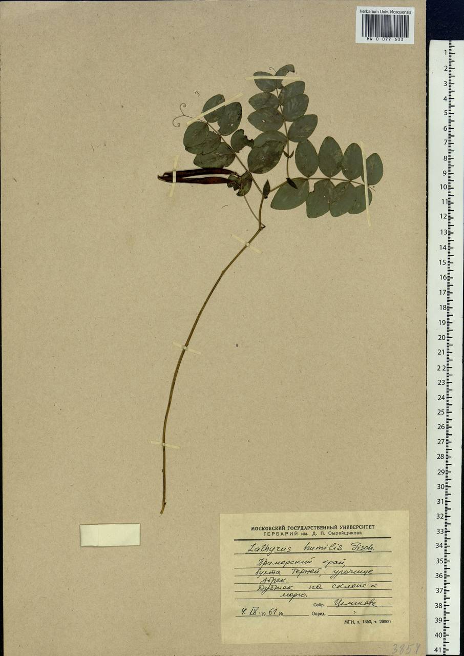Lathyrus humilis (Ser.)Spreng., Siberia, Russian Far East (S6) (Russia)