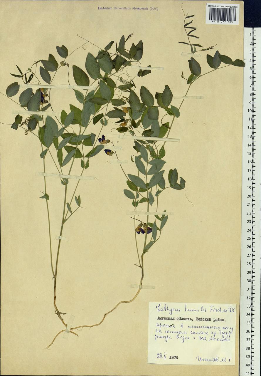 Lathyrus humilis (Ser.)Spreng., Siberia, Russian Far East (S6) (Russia)