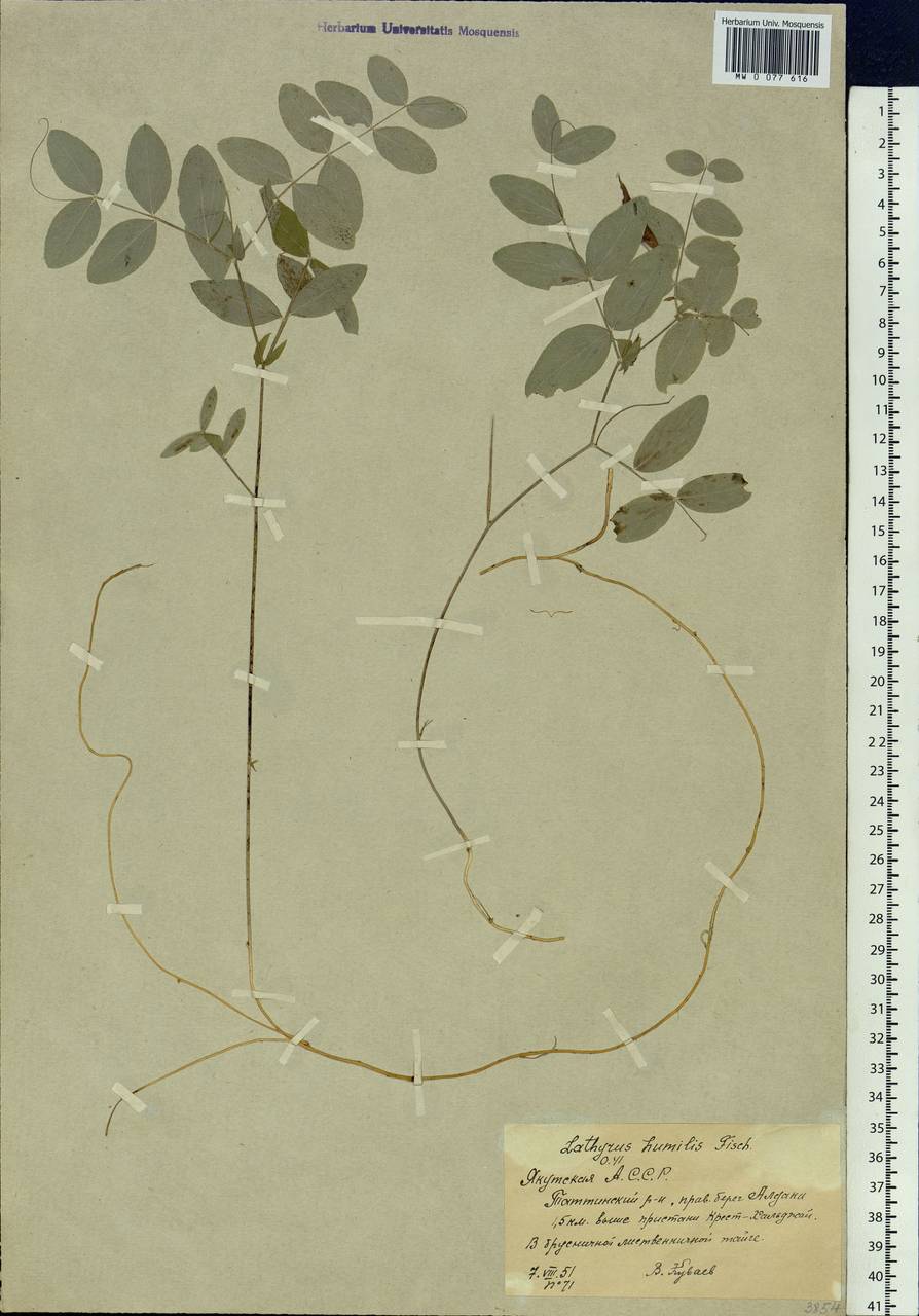 Lathyrus humilis (Ser.)Spreng., Siberia, Yakutia (S5) (Russia)