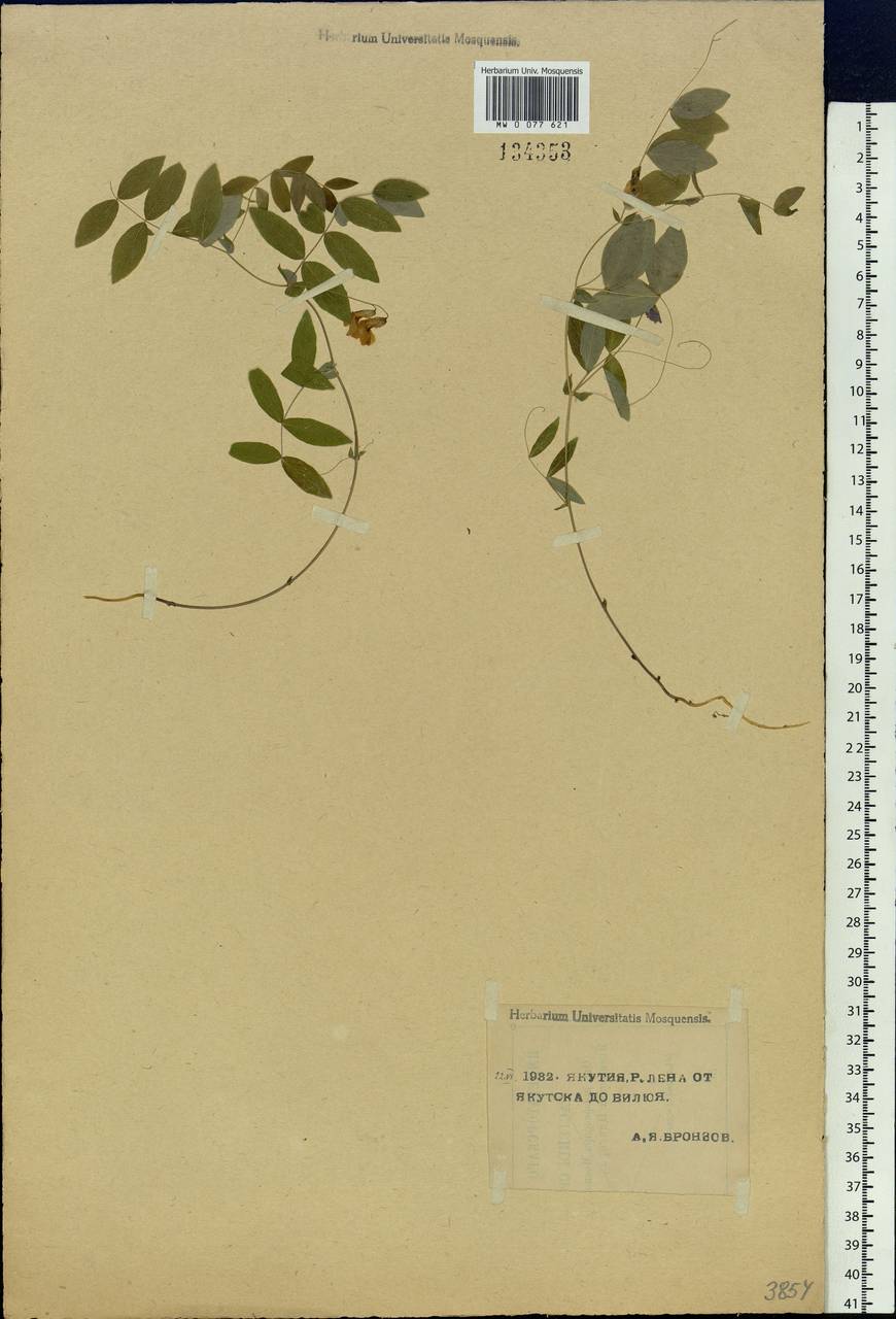 Lathyrus humilis (Ser.)Spreng., Siberia, Yakutia (S5) (Russia)