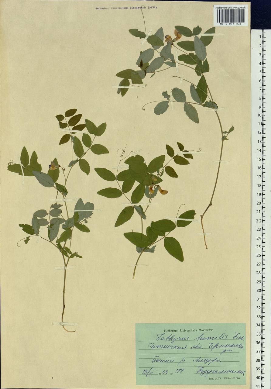 Lathyrus humilis (Ser.)Spreng., Siberia, Baikal & Transbaikal region (S4) (Russia)
