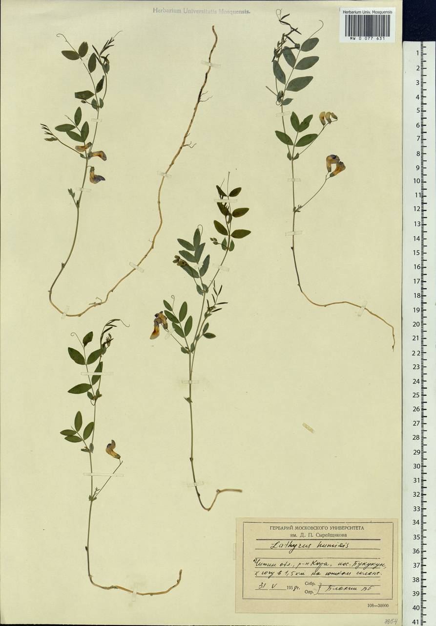 Lathyrus humilis (Ser.)Spreng., Siberia, Baikal & Transbaikal region (S4) (Russia)