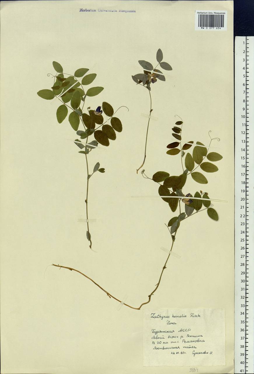 Lathyrus humilis (Ser.)Spreng., Siberia, Baikal & Transbaikal region (S4) (Russia)