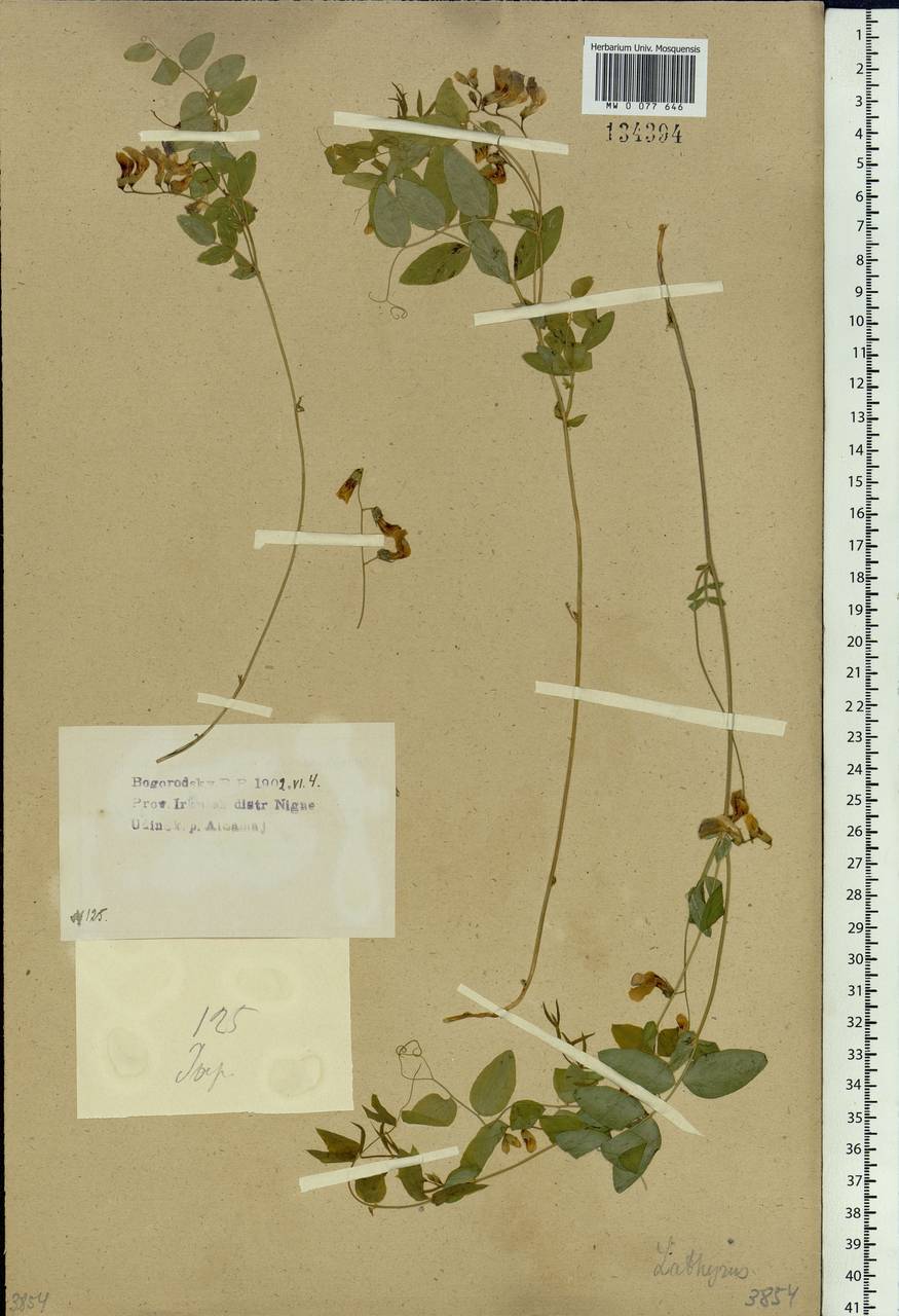 Lathyrus humilis (Ser.)Spreng., Siberia, Baikal & Transbaikal region (S4) (Russia)