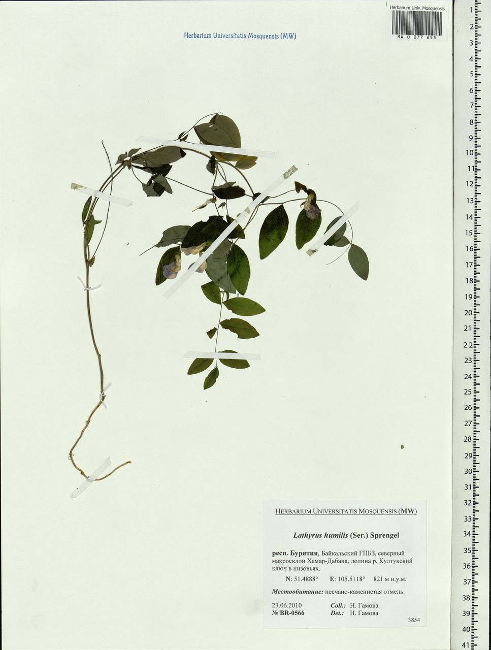 Lathyrus humilis (Ser.)Spreng., Siberia, Baikal & Transbaikal region (S4) (Russia)