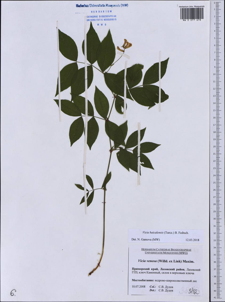 Vicia ramuliflora (Maxim.) Ohwi, Siberia, Russian Far East (S6) (Russia)