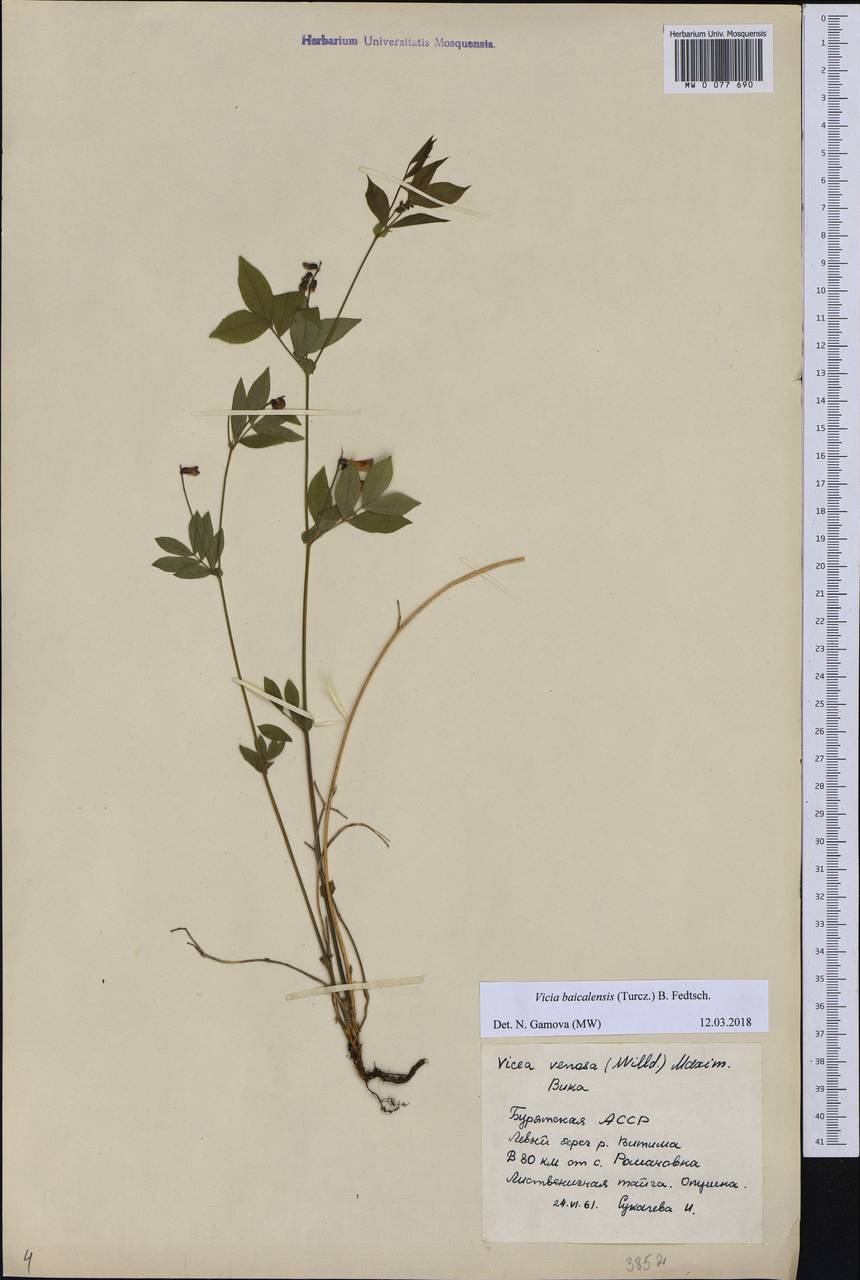 Vicia ramuliflora (Maxim.) Ohwi, Siberia, Baikal & Transbaikal region (S4) (Russia)