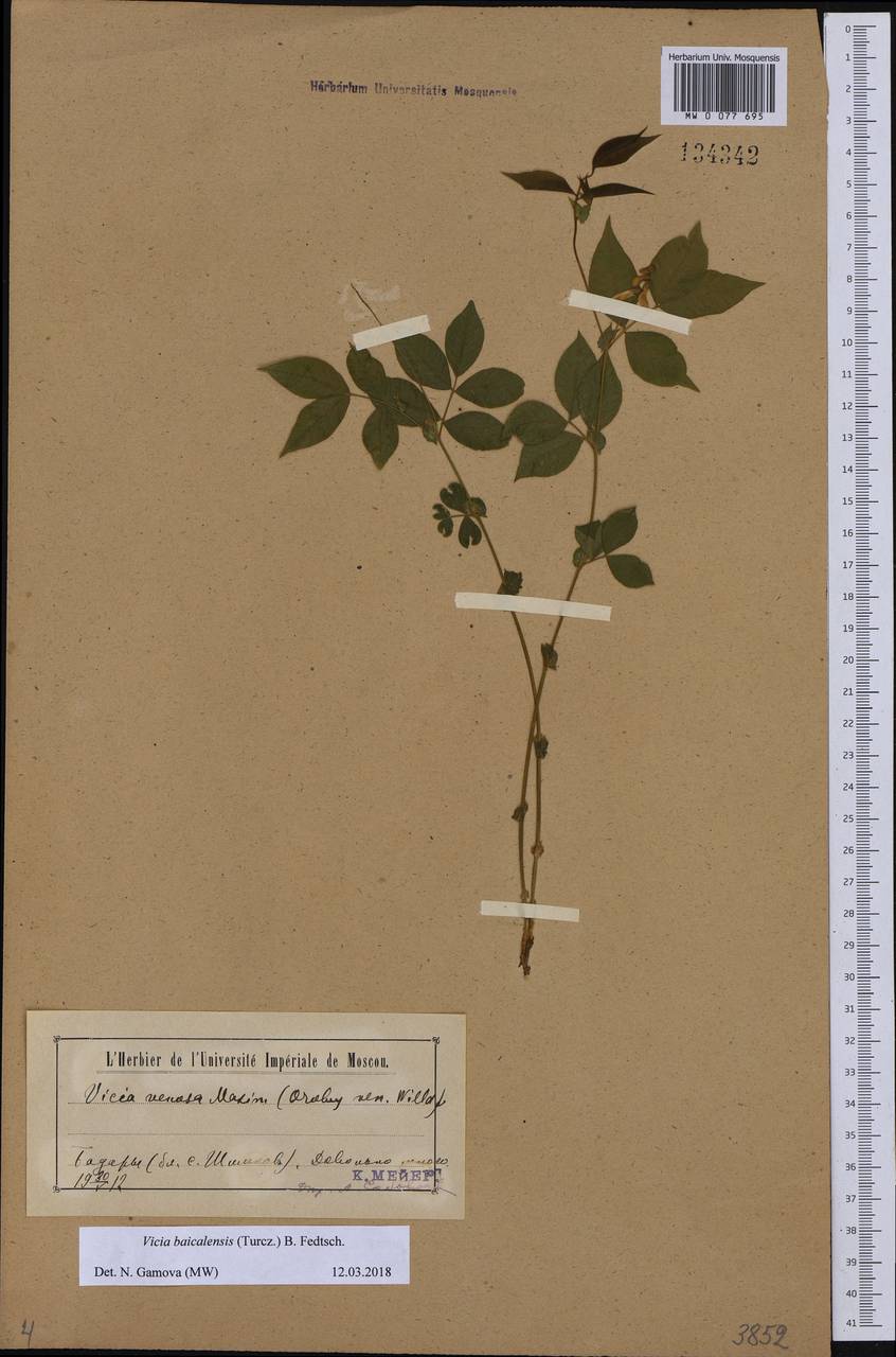 Vicia ramuliflora (Maxim.) Ohwi, Siberia, Baikal & Transbaikal region (S4) (Russia)