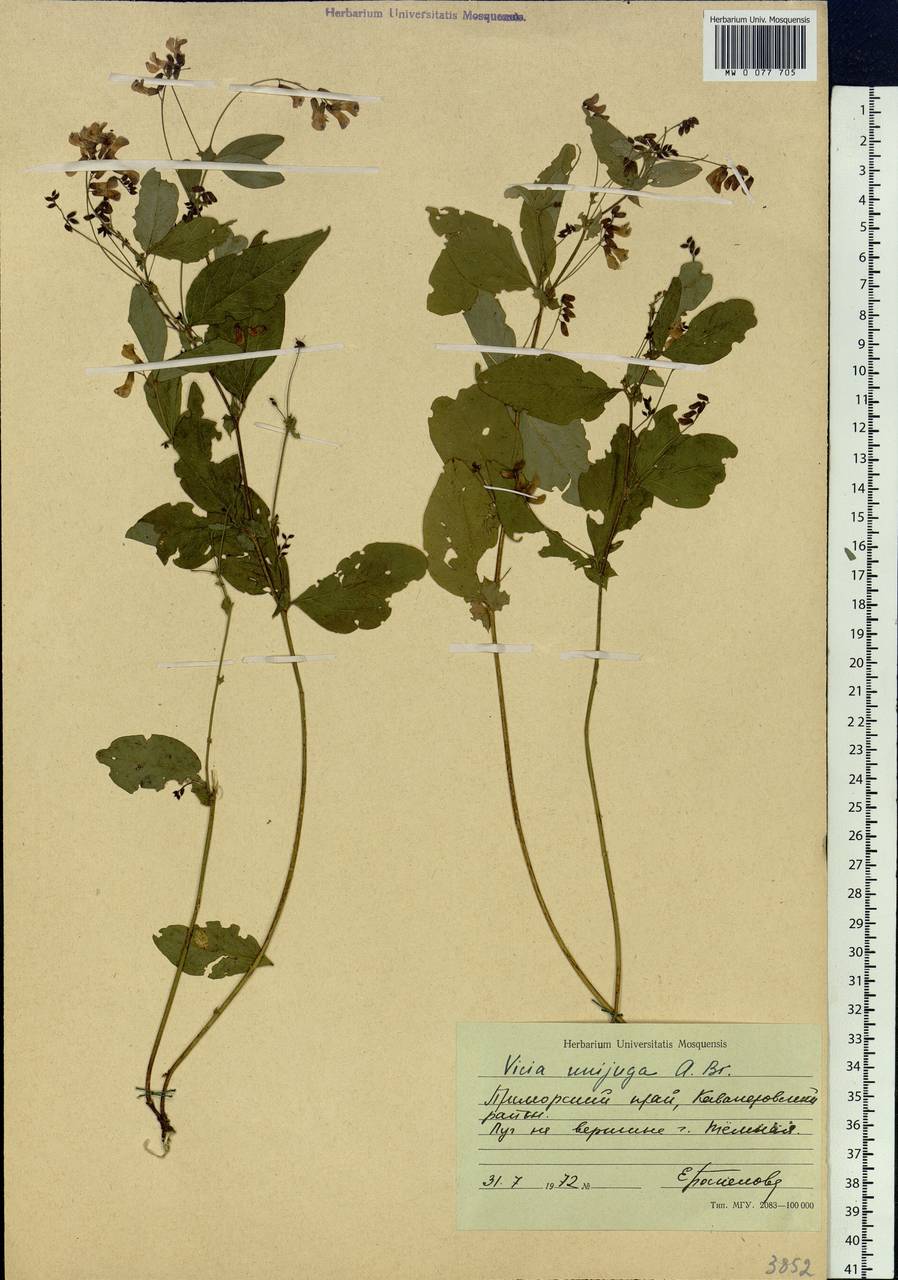 Vicia unijuga A.Br., Siberia, Russian Far East (S6) (Russia)