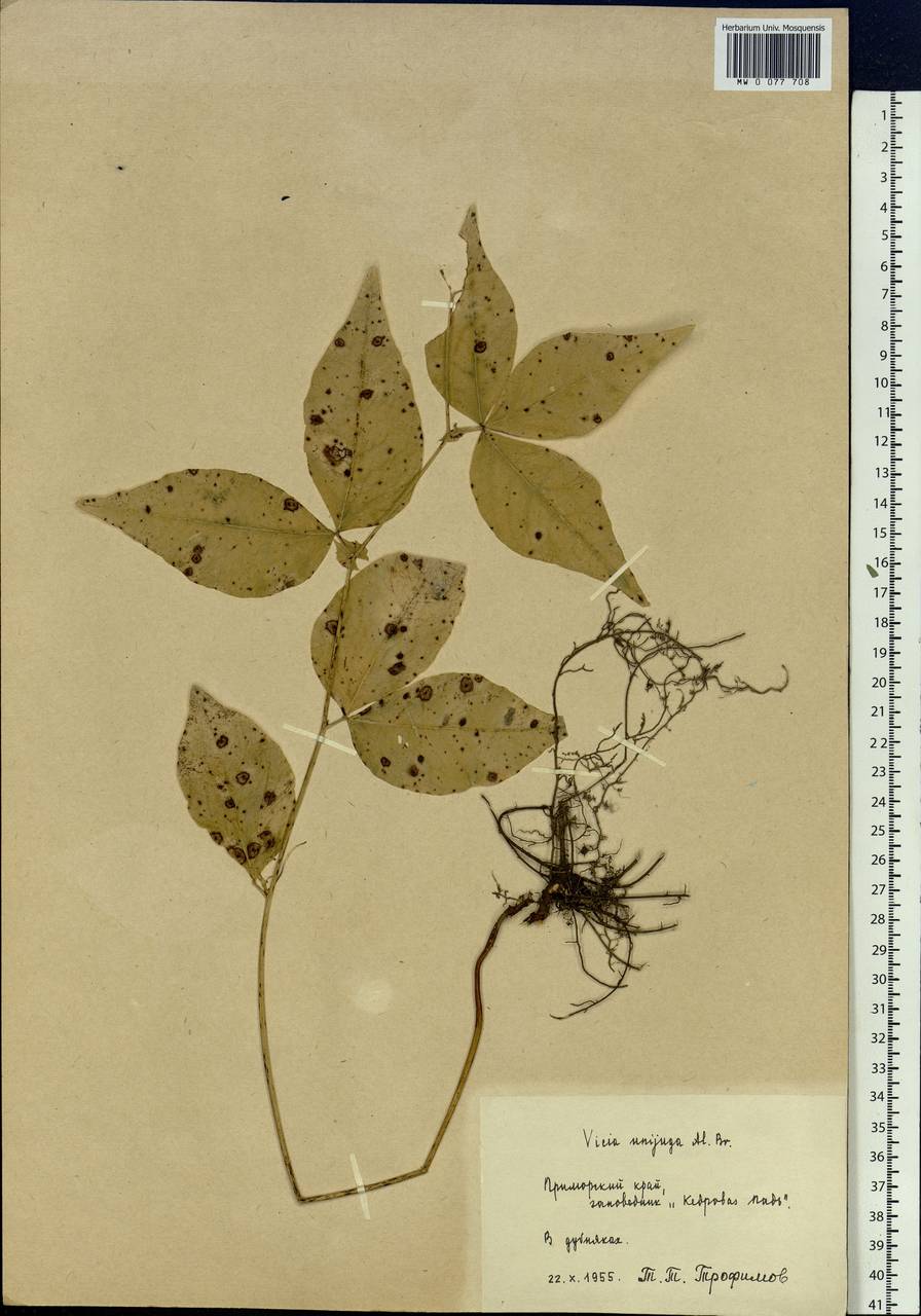 Vicia unijuga A.Br., Siberia, Russian Far East (S6) (Russia)