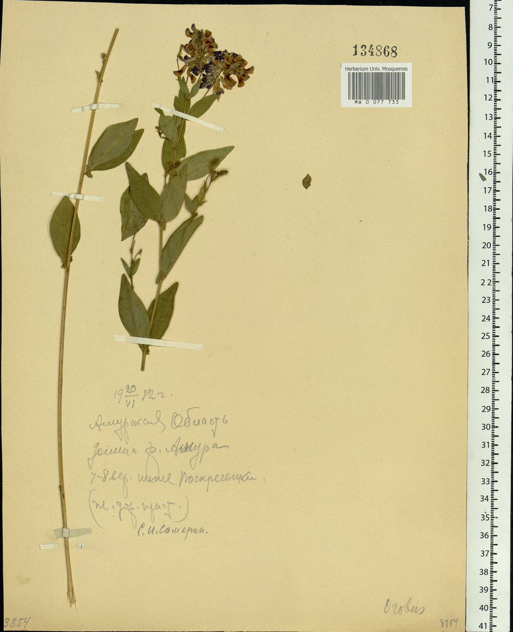 Vicia unijuga A.Braun, Siberia, Russian Far East (S6) (Russia)