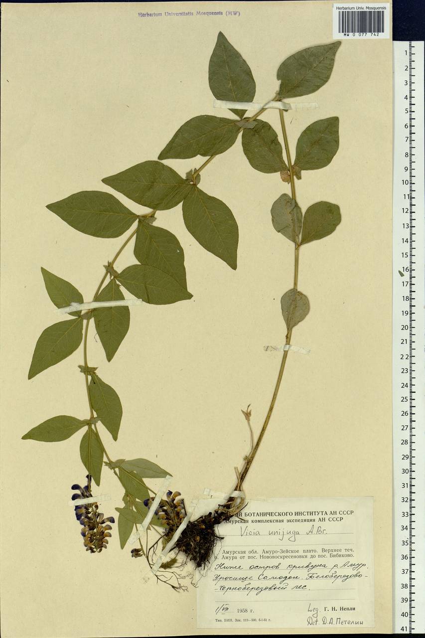 Vicia unijuga A.Br., Siberia, Russian Far East (S6) (Russia)
