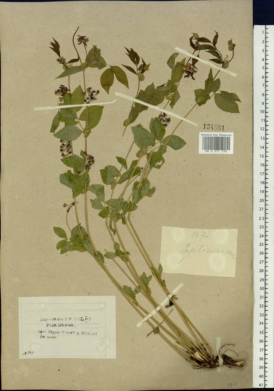 Vicia unijuga A.Br., Siberia, Baikal & Transbaikal region (S4) (Russia)