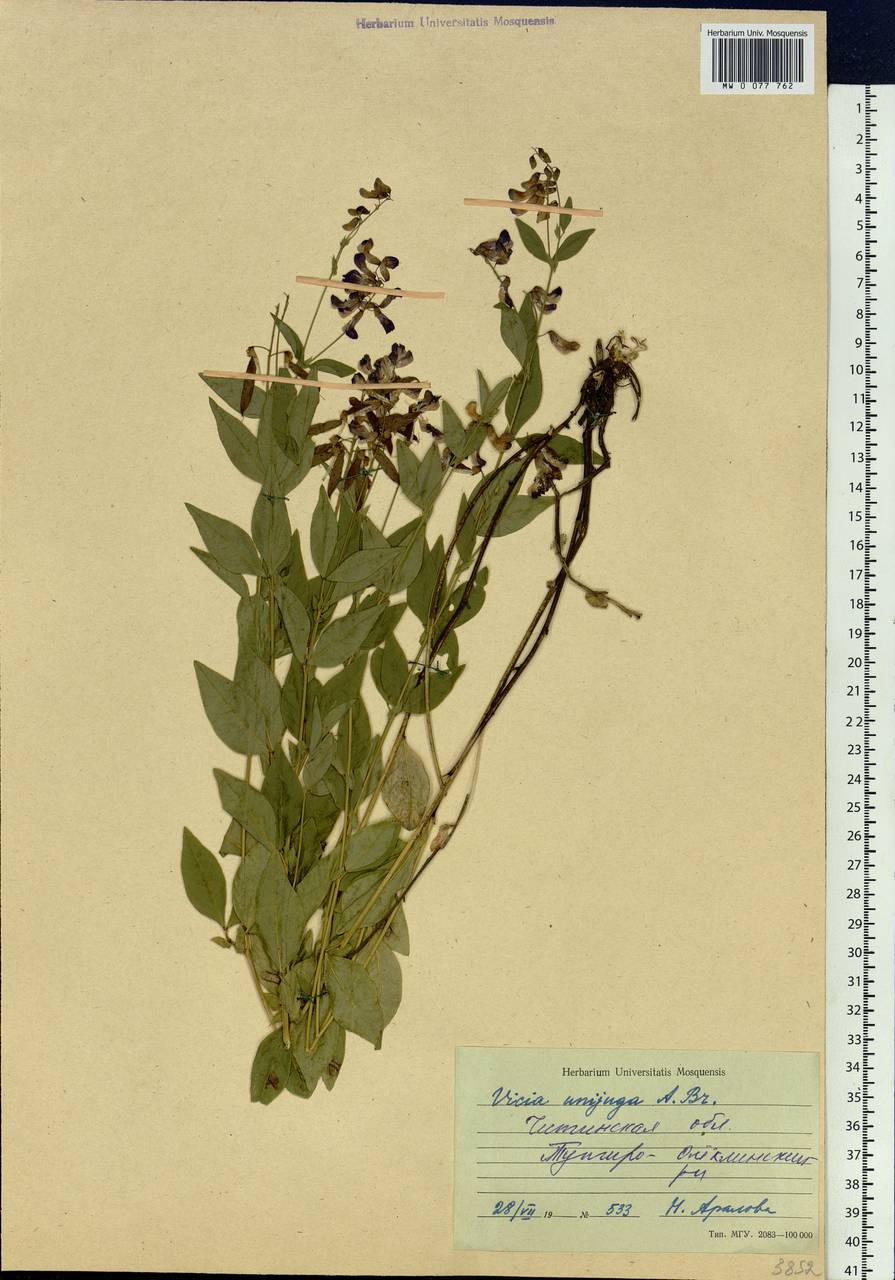Vicia unijuga A.Br., Siberia, Baikal & Transbaikal region (S4) (Russia)